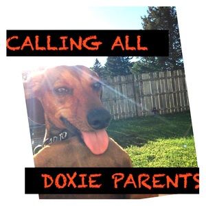 DACHSHUND PARENTS UNITE Follow game